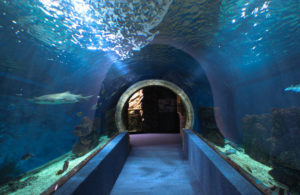 dr sid solomon office hallway aquarium